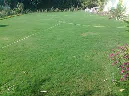 Zoysia tenuifolia Korean Grass - Flat