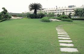 Zoysia tenuifolia Korean Grass - Flat