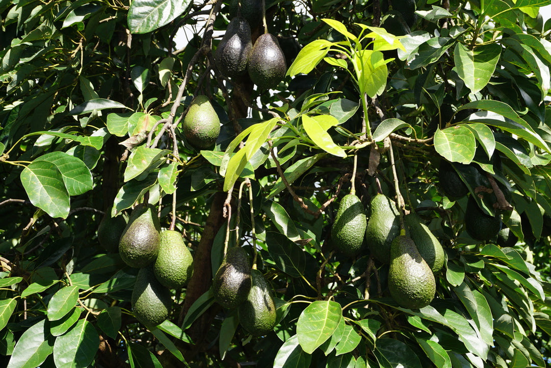 Lamb Hass Avocado Tree - 15 Gallon