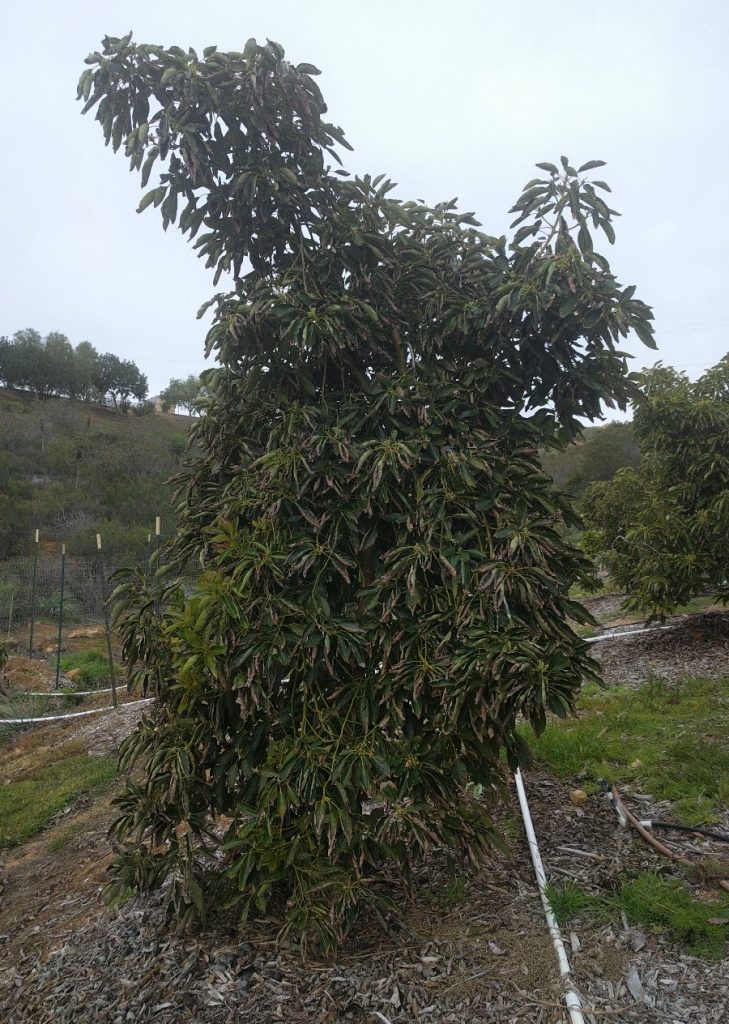 Lamb Hass Avocado Tree - 15 Gallon