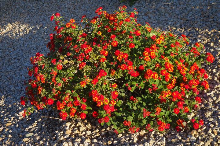 Lantana Dallas Red - 5 Gallon