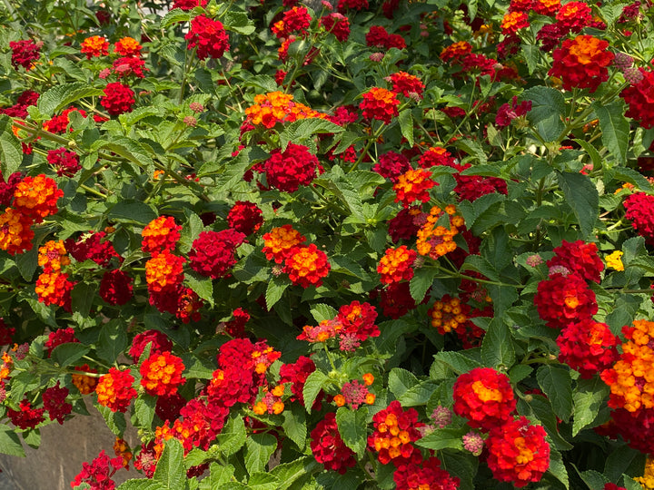 Lantana Dallas Red - 5 Gallon