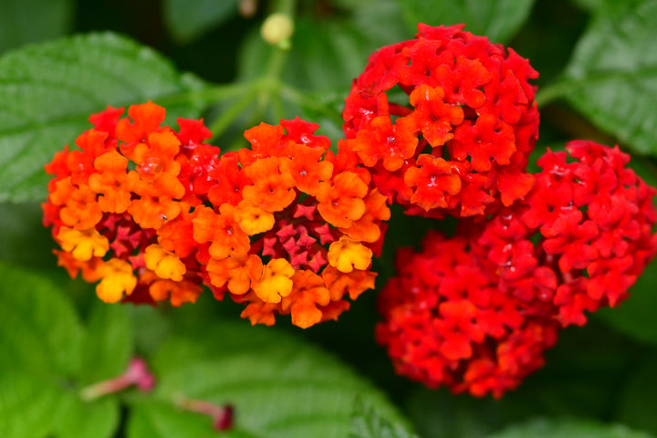 Lantana Dallas Red - 5 Gallon