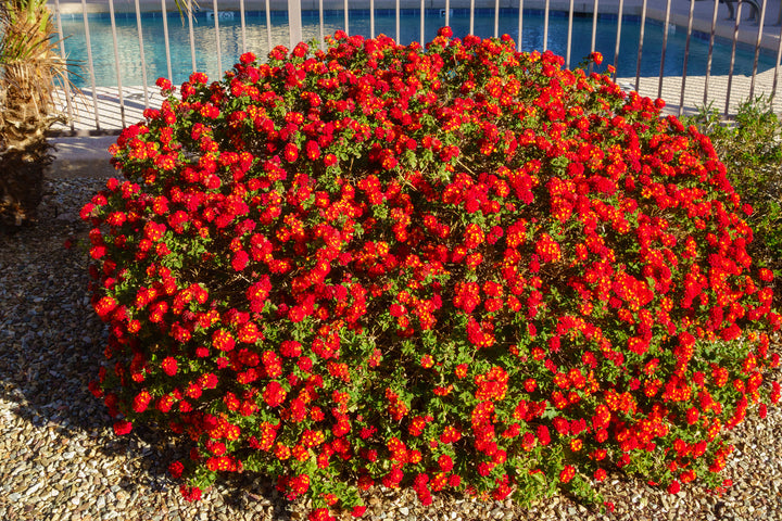 Lantana Dallas Red - 5 Gallon