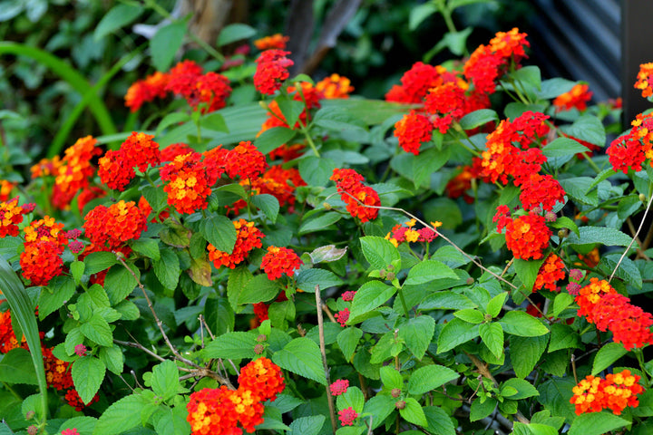 Lantana Dallas Red - 5 Gallon