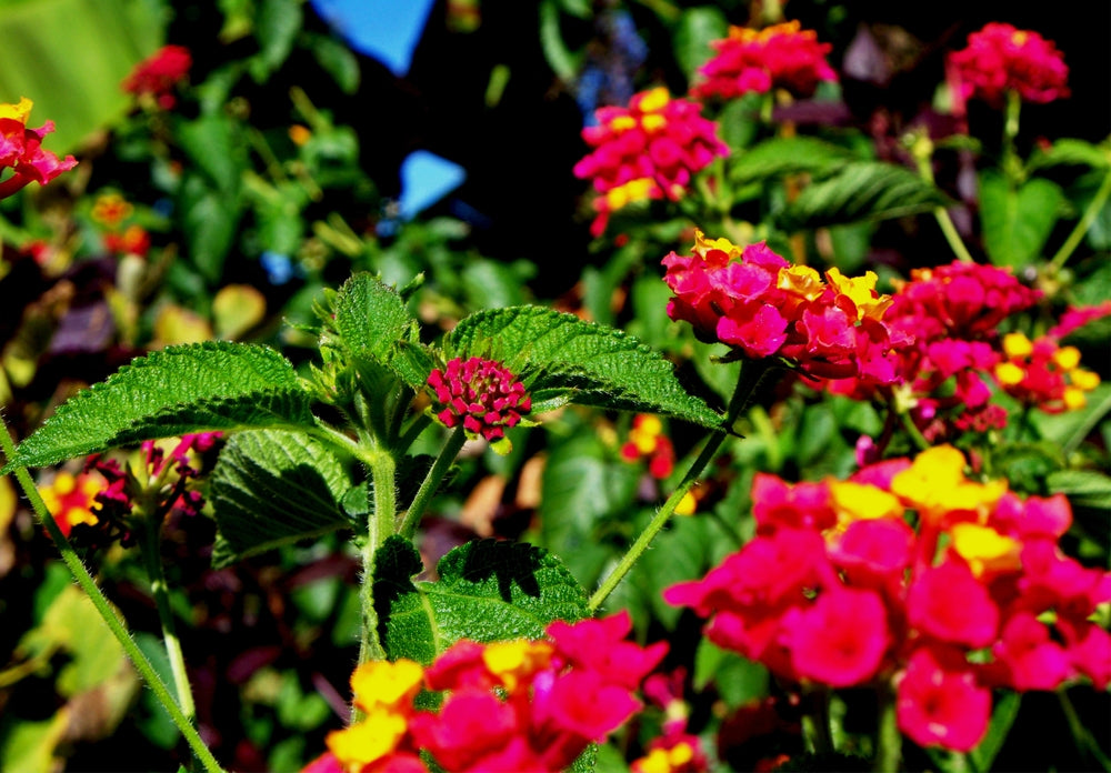 Lantana Irene  - 5 Gallon
