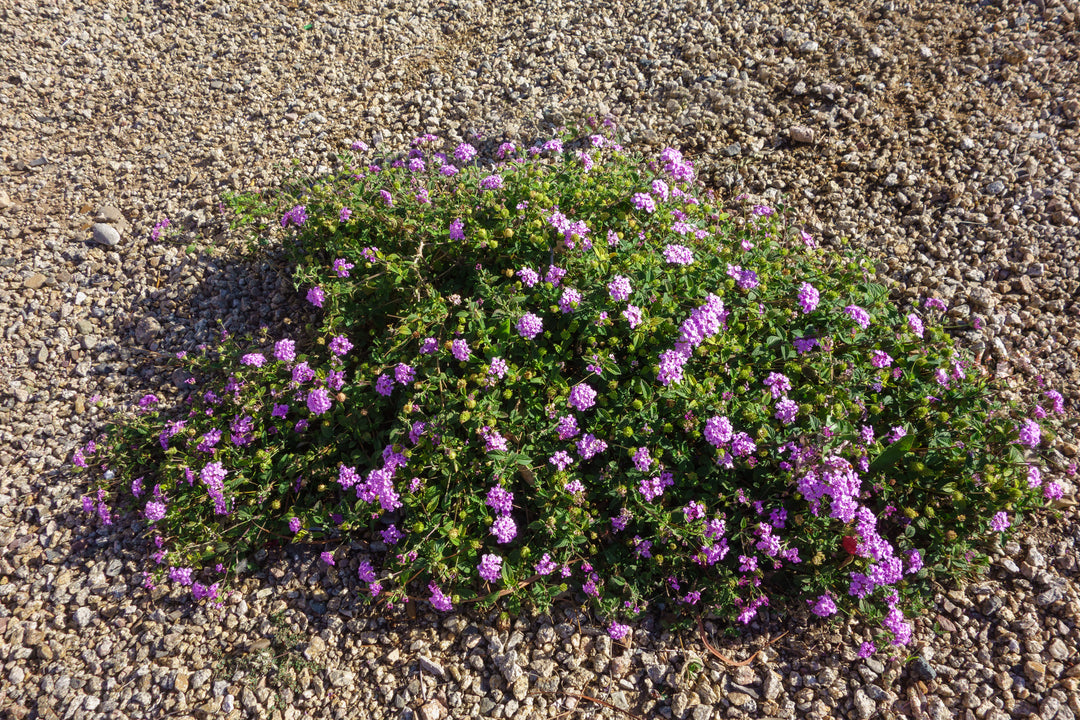 lavender lantana plant trailing Lantana Purple Trailing - 5 Gallon