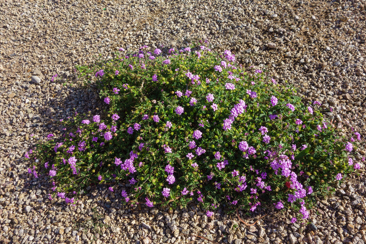 Lantana Purple Trailing - 5 Gallon