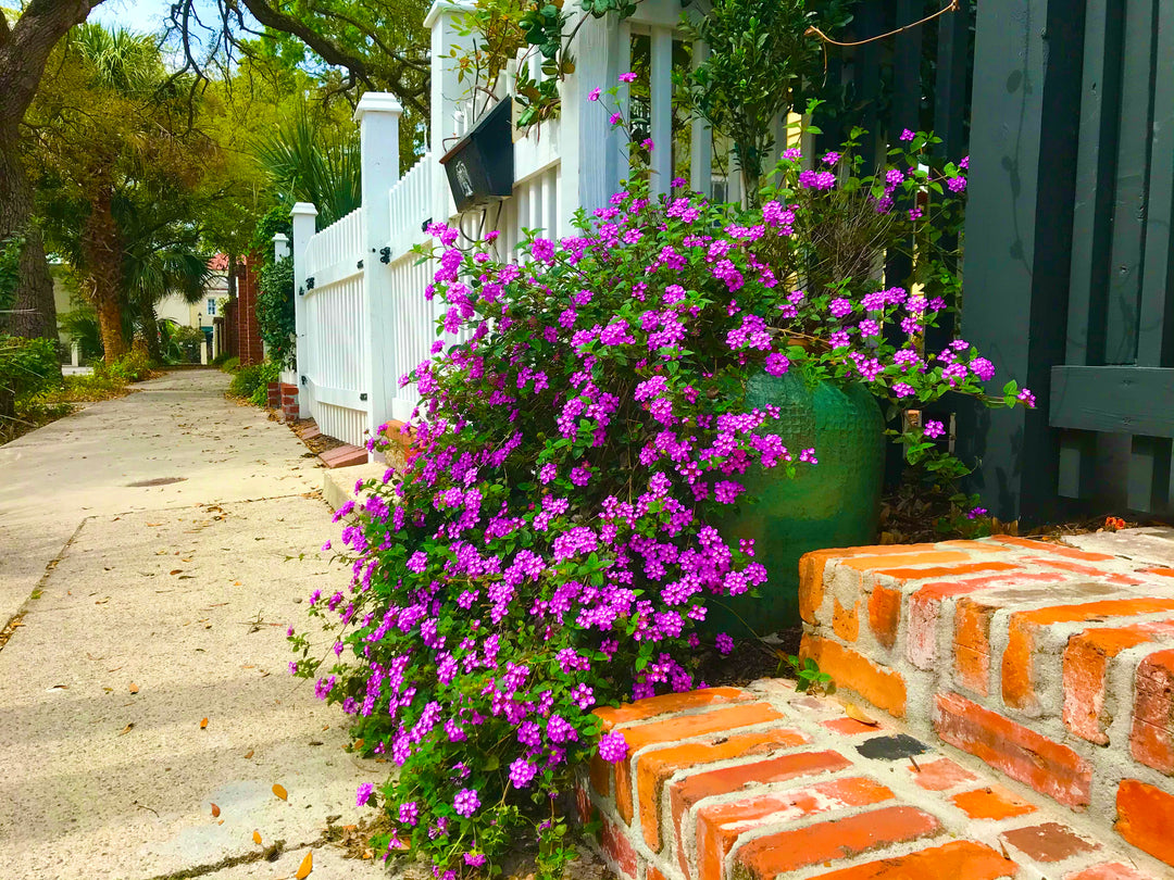 Lantana Purple Trailing - 5 Gallon
