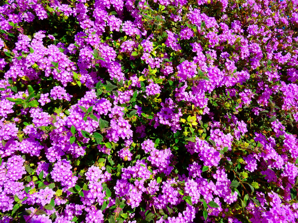 Lantana Purple Trailing - 5 Gallon