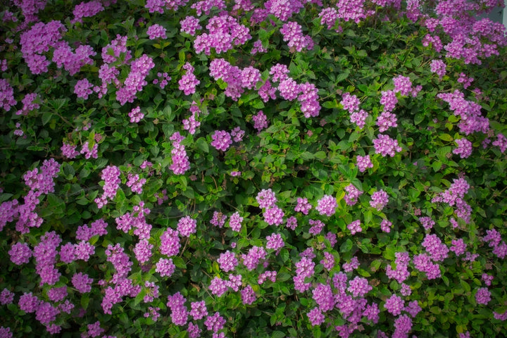 Lantana Purple Trailing - 5 Gallon