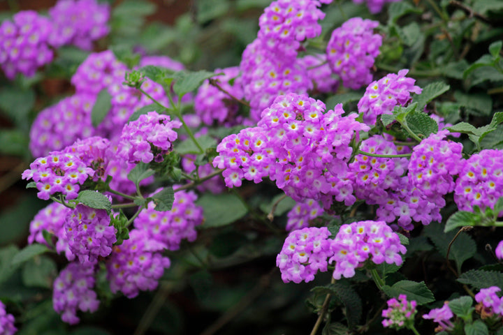 Lantana Purple Trailing - 5 Gallon