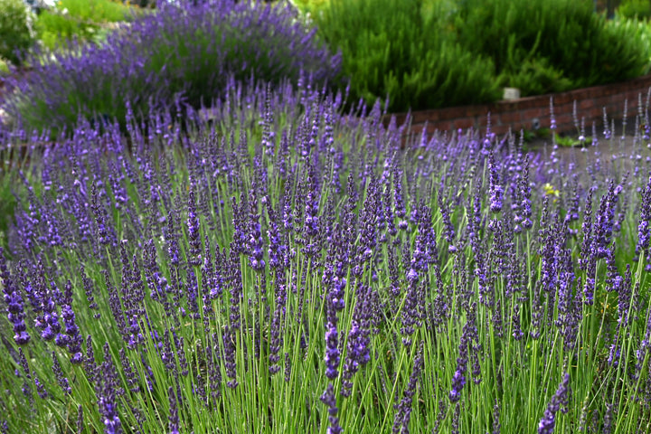 Grosso Lavender - 5 Gallon
