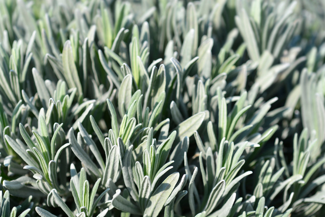 Grosso Lavender - 5 Gallon