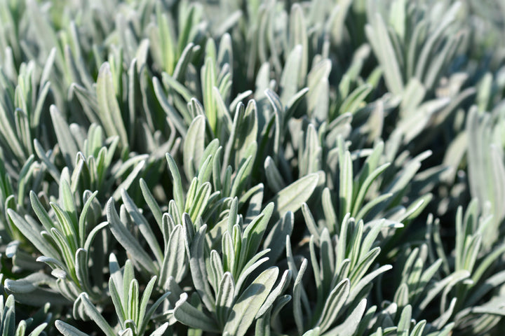 Grosso Lavender - 5 Gallon