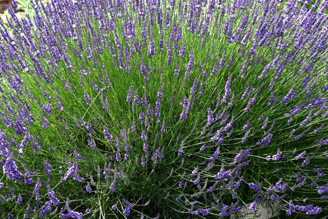 grosso lavender plant Grosso Lavender