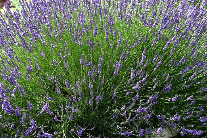 Grosso Lavender - 5 Gallon