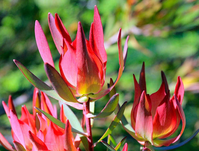 Leucadendron 'Summer Red' - 5 Gallon
