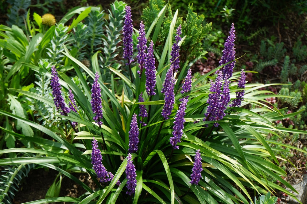 Big Blue Liriope Muscari - 5 Gallon