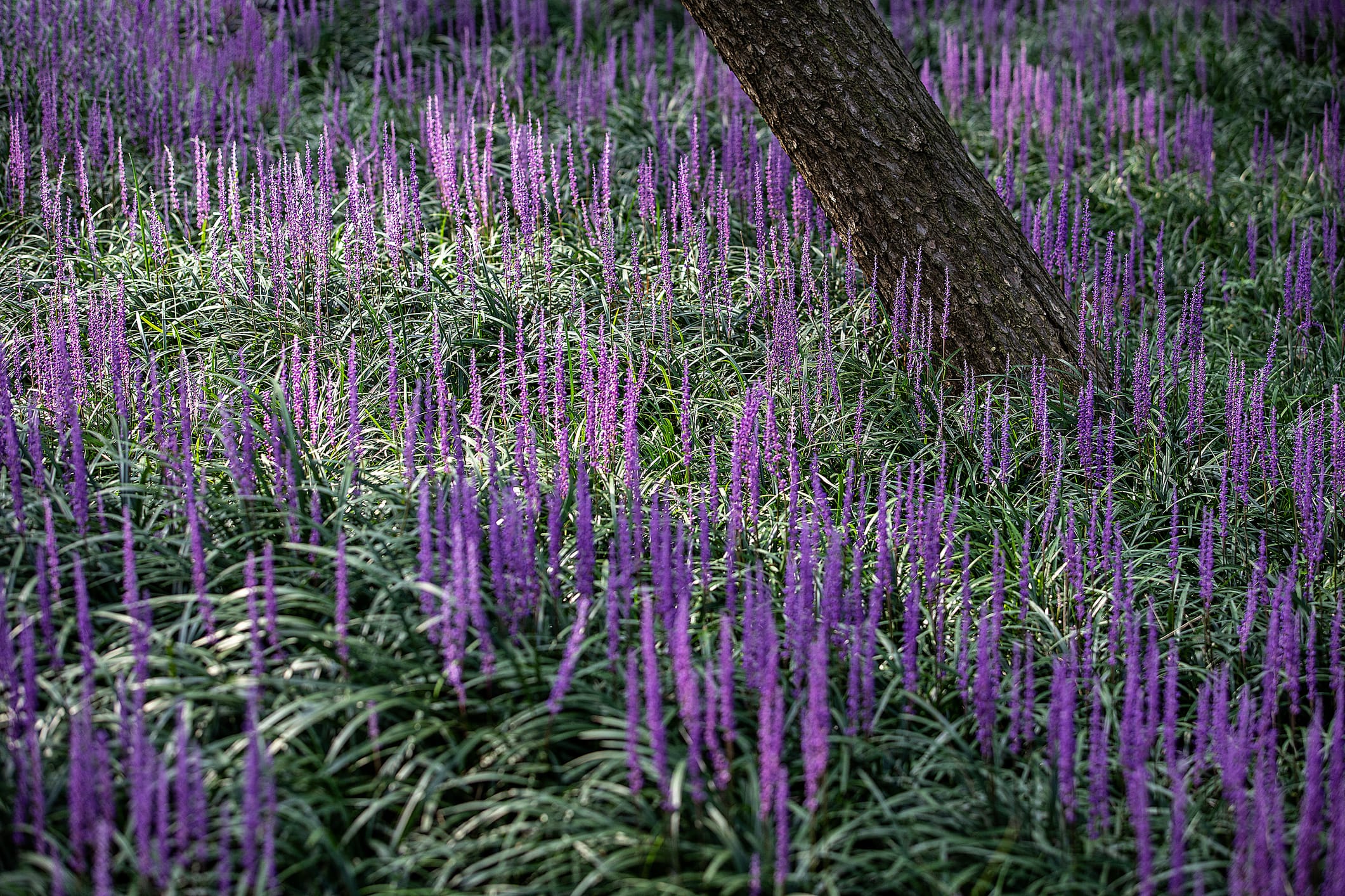 Big Blue Liriope | Evergreen Groundcover with Purple Blooms