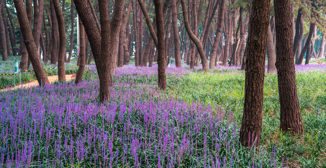 Big Blue Liriope Muscari - 5 Gallon