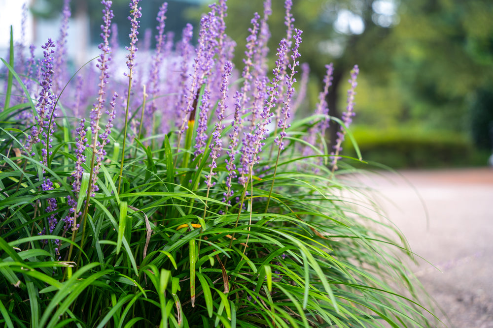 Big Blue Liriope Muscari - 5 Gallon