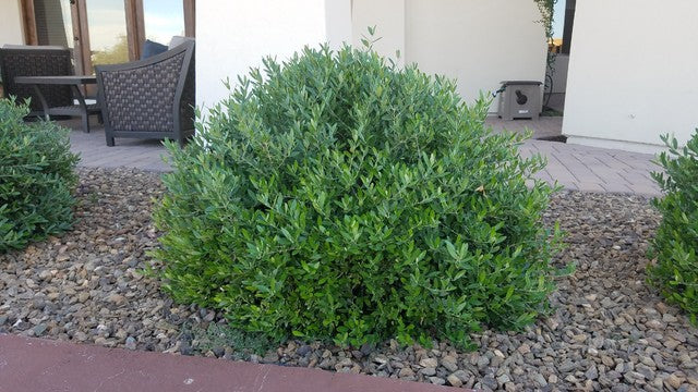 Little Ollie Dwarf Olive - 5 Gallon Bush