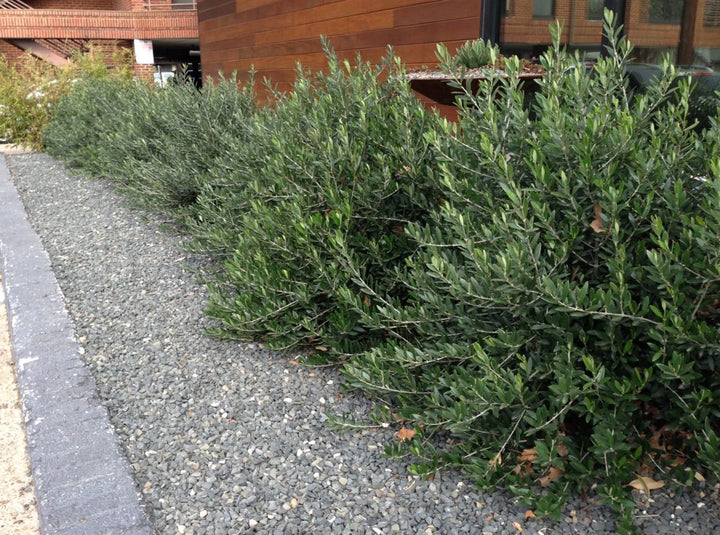 Little Ollie Dwarf Olive - 5 Gallon Bush