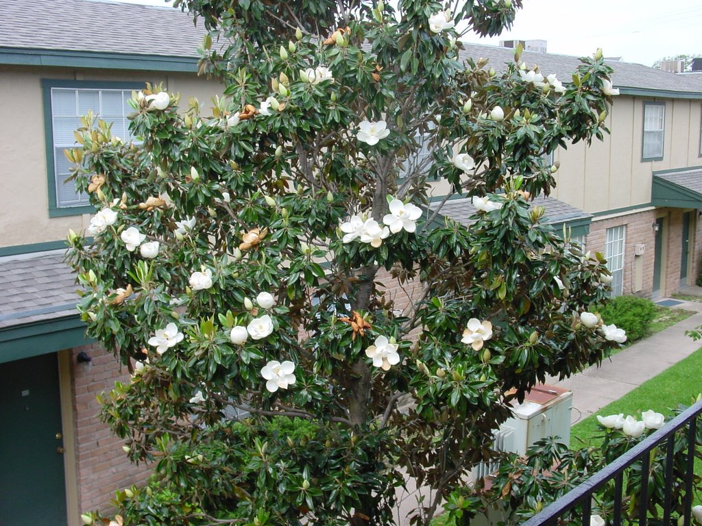 Magnolia grandiflora 'Southern Magnolia' Standard - 24" Box