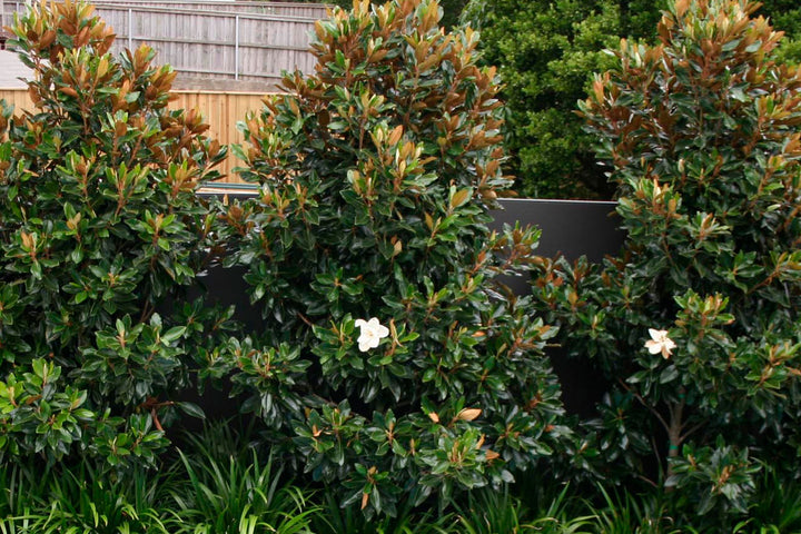 Magnolia grandiflora 'Little Gem' Low Branch - 15 Gallon