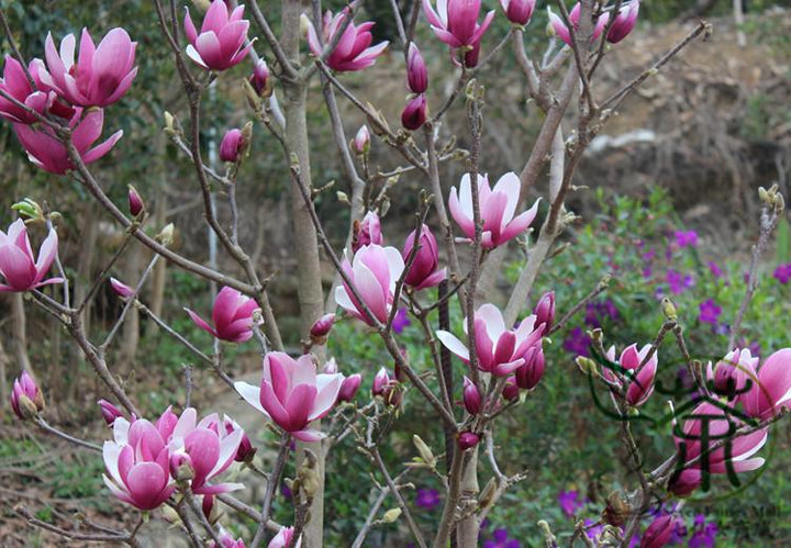 Magnolia x soulangeana liliiflora purple - 24" Box 