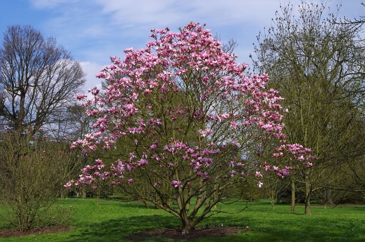 Magnolia x soulangeana liliiflora purple - 24" Box 
