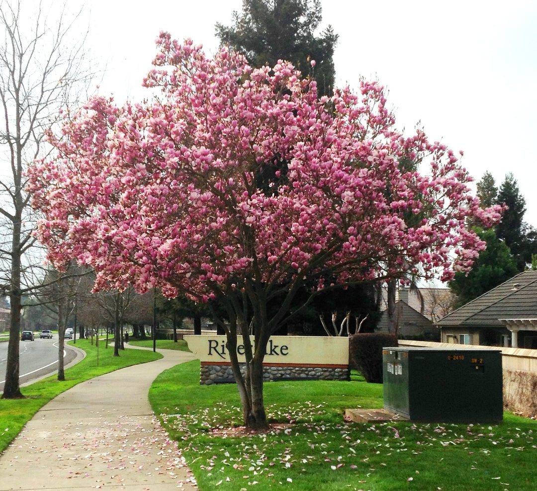 Magnolia x soulangeana 'Saucer Magnolia' - 24" Box 