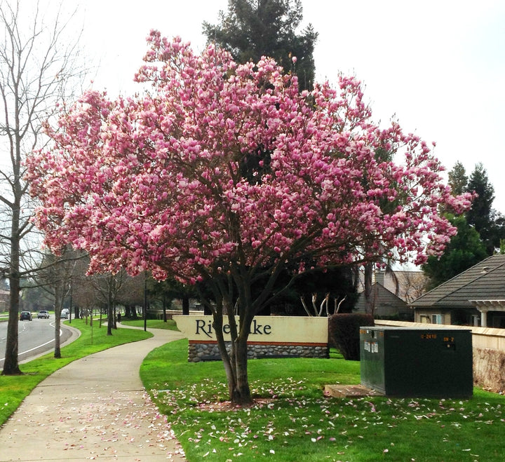 Magnolia x soulangeana 'Saucer Magnolia' - 24" Box 