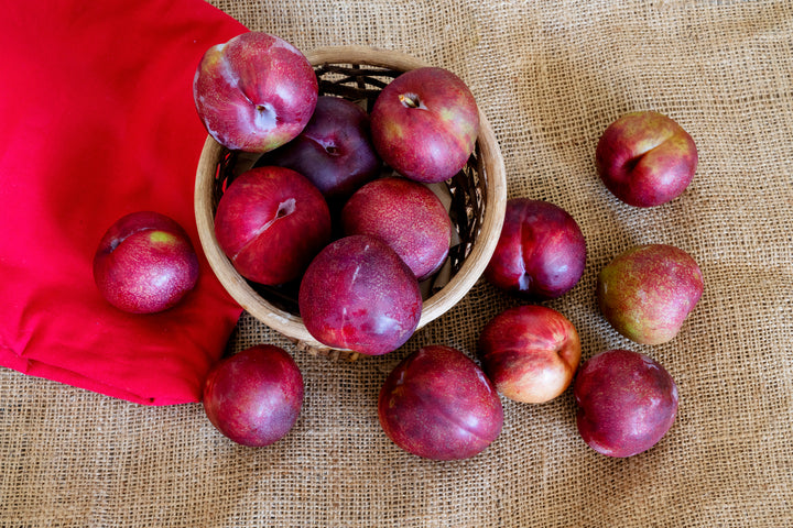 Mariposa Plum Tree - 15 Gallon