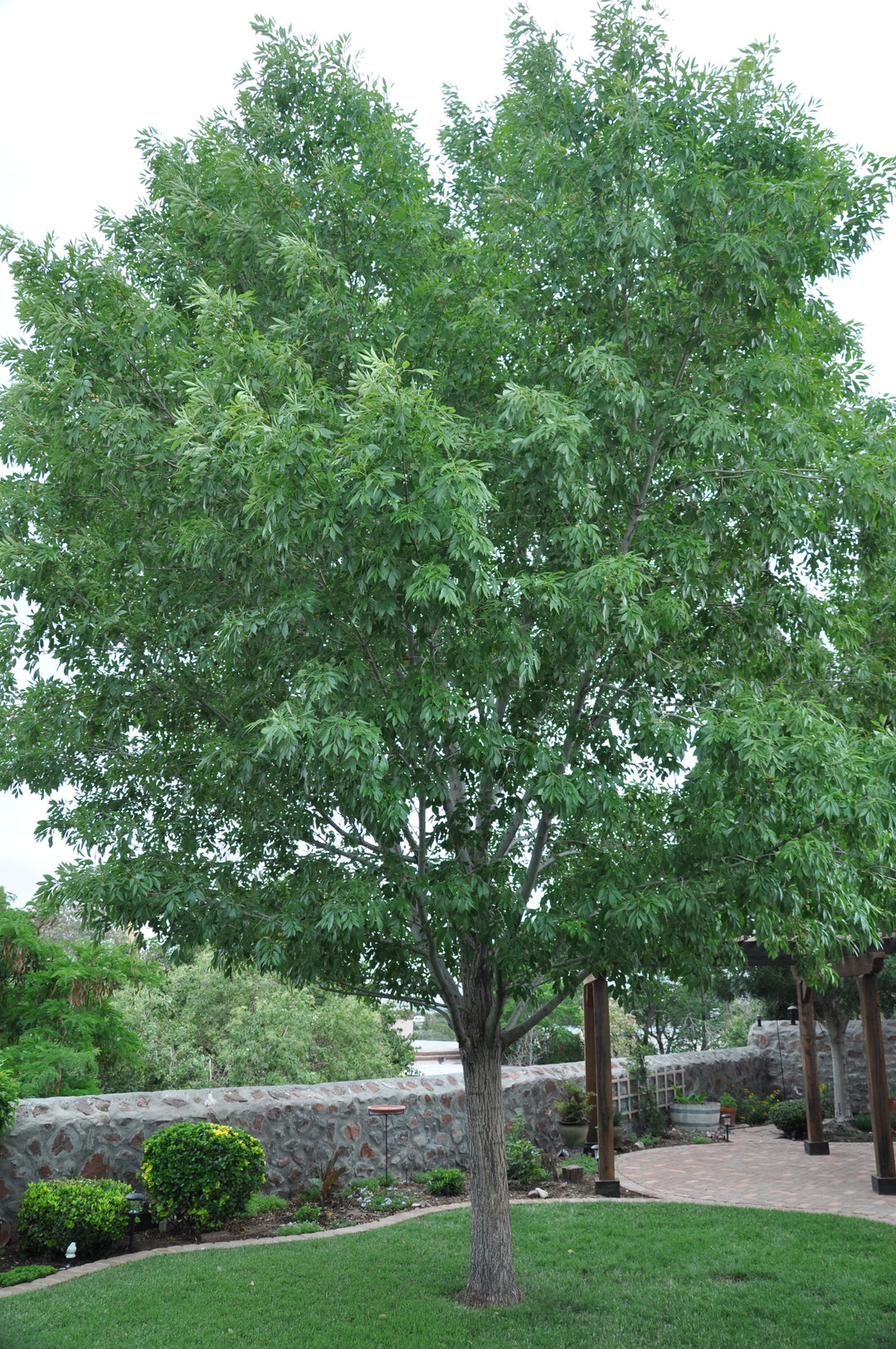 Modesto Ash  (Fraxinus velutina 'Modesto') - 15 Gallon Standard