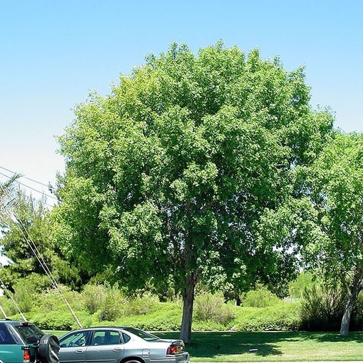 Modesto Ash  (Fraxinus velutina 'Modesto') - 15 Gallon Standard