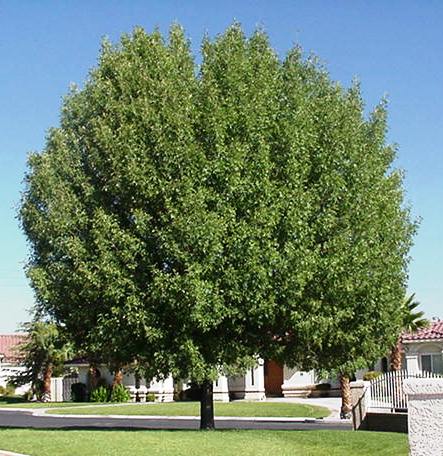 Modesto Ash  (Fraxinus velutina 'Modesto') - 15 Gallon Standard