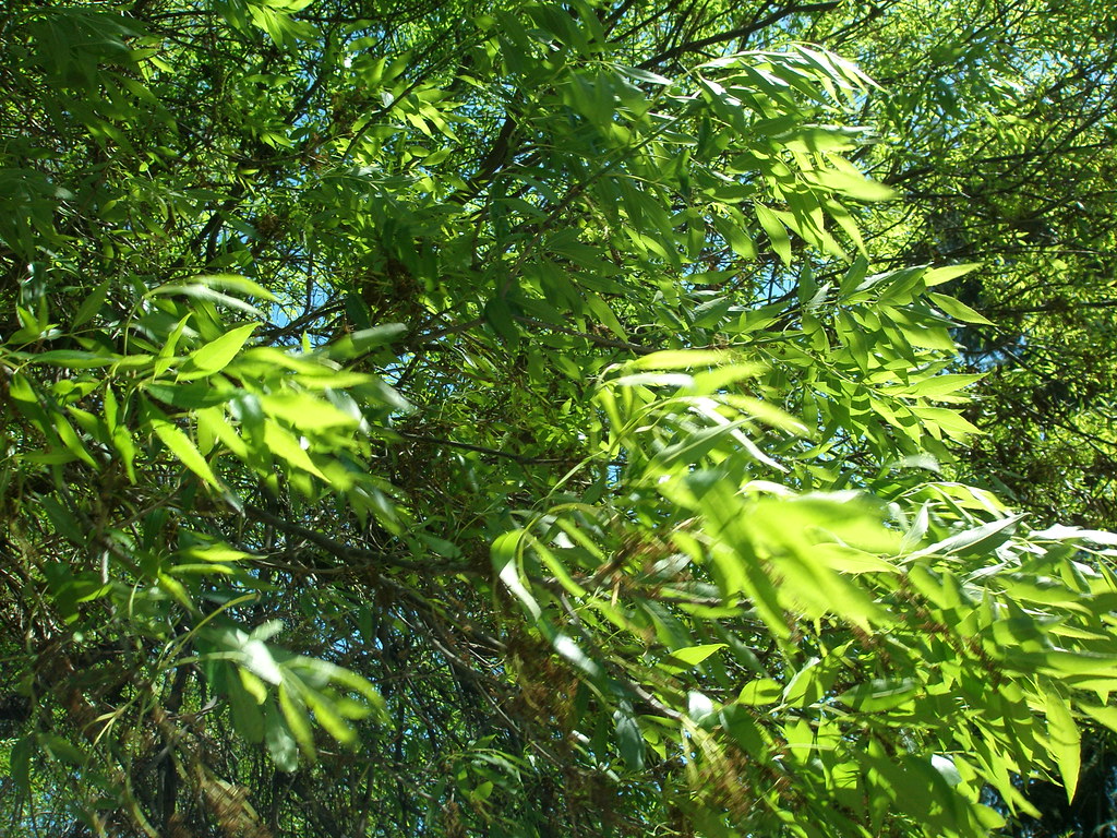 Modesto Ash  (Fraxinus velutina 'Modesto') - 15 Gallon Standard