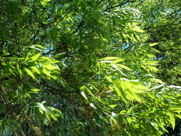 Modesto Ash  (Fraxinus velutina 'Modesto') - 15 Gallon Standard