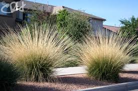 Muhlenbergia rigens Deer Grass - 5 Gallon