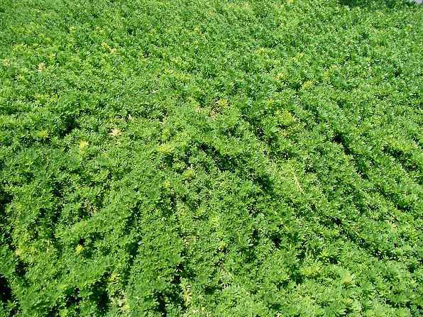 Myoporum Pink - Flat