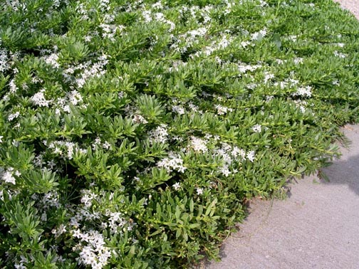 Myoporum White - Flat