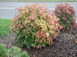 Nandina Domestica Nana 'Heavenly Bamboo Nana' - 5 and 15 Gallon
