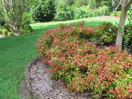 Nandina Domestica Nana 'Heavenly Bamboo Nana' - 5 and 15 Gallon
