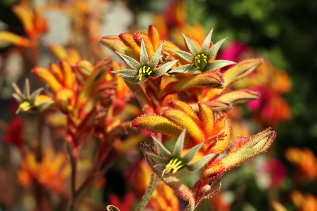 Orange Kangaroo Paw