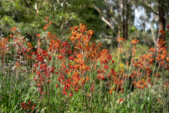 Orange Kangaroo Paw