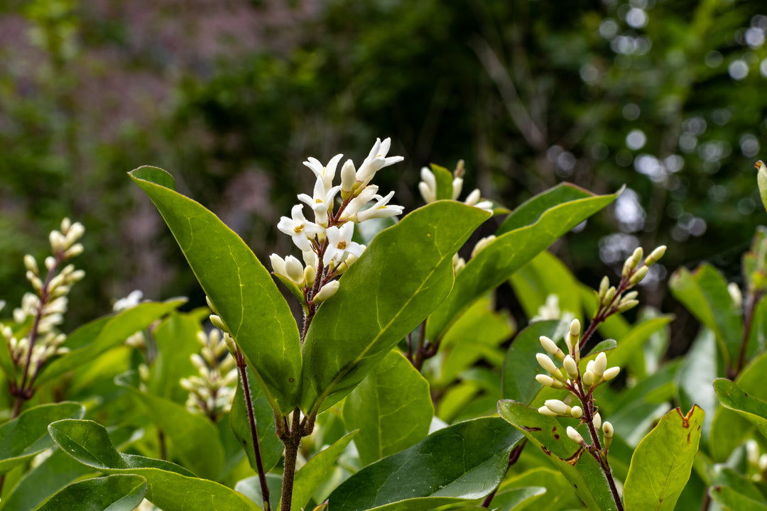Fragrant Tea Olive - 5 Gallon Bush