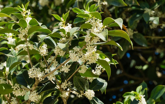 Fragrant Tea Olive - 5 Gallon Bush