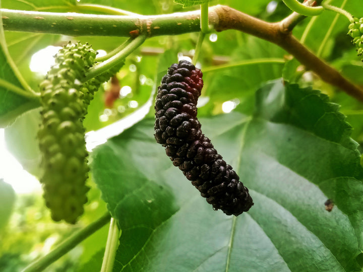 Pakistan Mulberry Tree